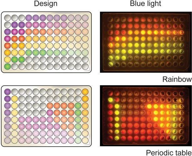 Bringing SynBio to the Classroom: BioBits™  Bright
