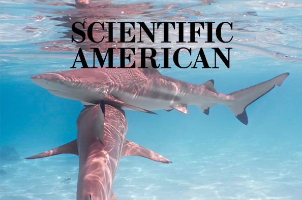 Scientific American French Polynesia's Shark Sanctuary