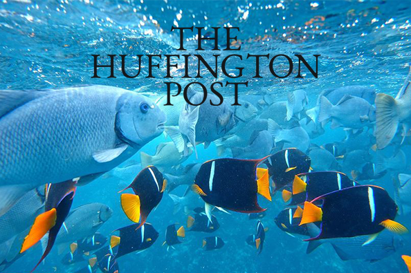 The Huffington Post Sea Change Fish as Food or Wildlife