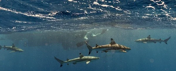 Blacktip sharks (carcharhinus melanopterus). Credit: Kristin Hettermann