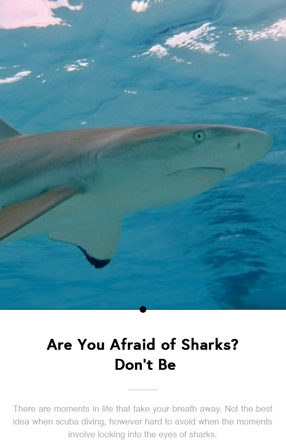 Are You Afraid of Sharks? Don’t Be