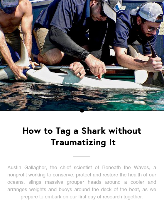SAVE OUR SHARKS: Beneath the Waves on Expedition in the Bahamas Shark Sanctuary