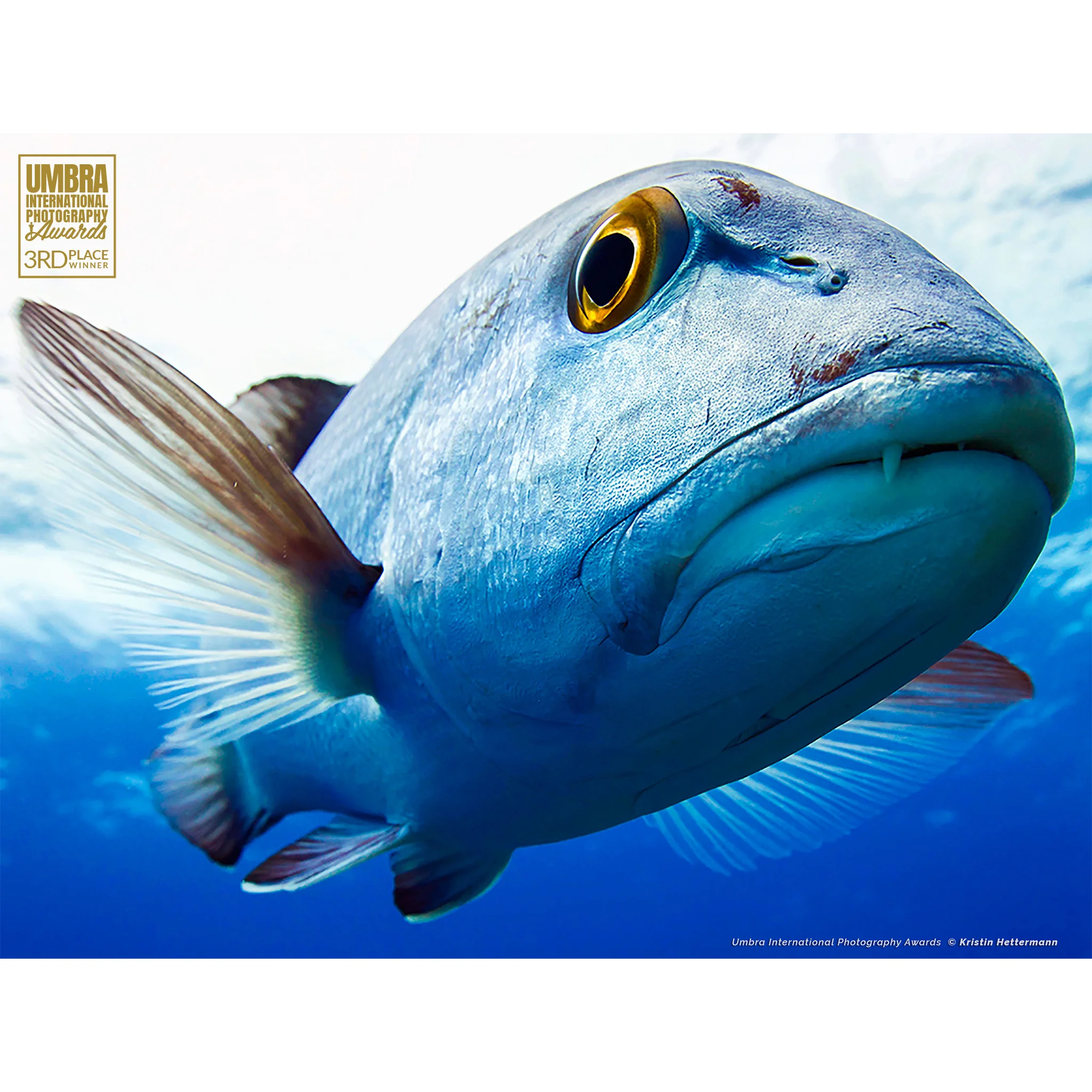 3rd Place Winner in the Umbra International Photography Competition of 2018 in category "Nature - Underwater Photography"