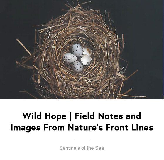 Wild Hope | Field Notes and Images From Nature's Front Lines