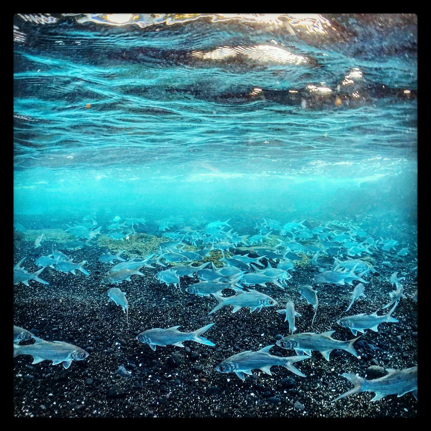 Protection preserves fish stocks ... here at #ahihibay a massive school of Moi frolic in the near shore areas of this marine protected area. Regarded as some of the tastiest fish, the moi, or Pacific threadfin, has been called the fish of kings becau
