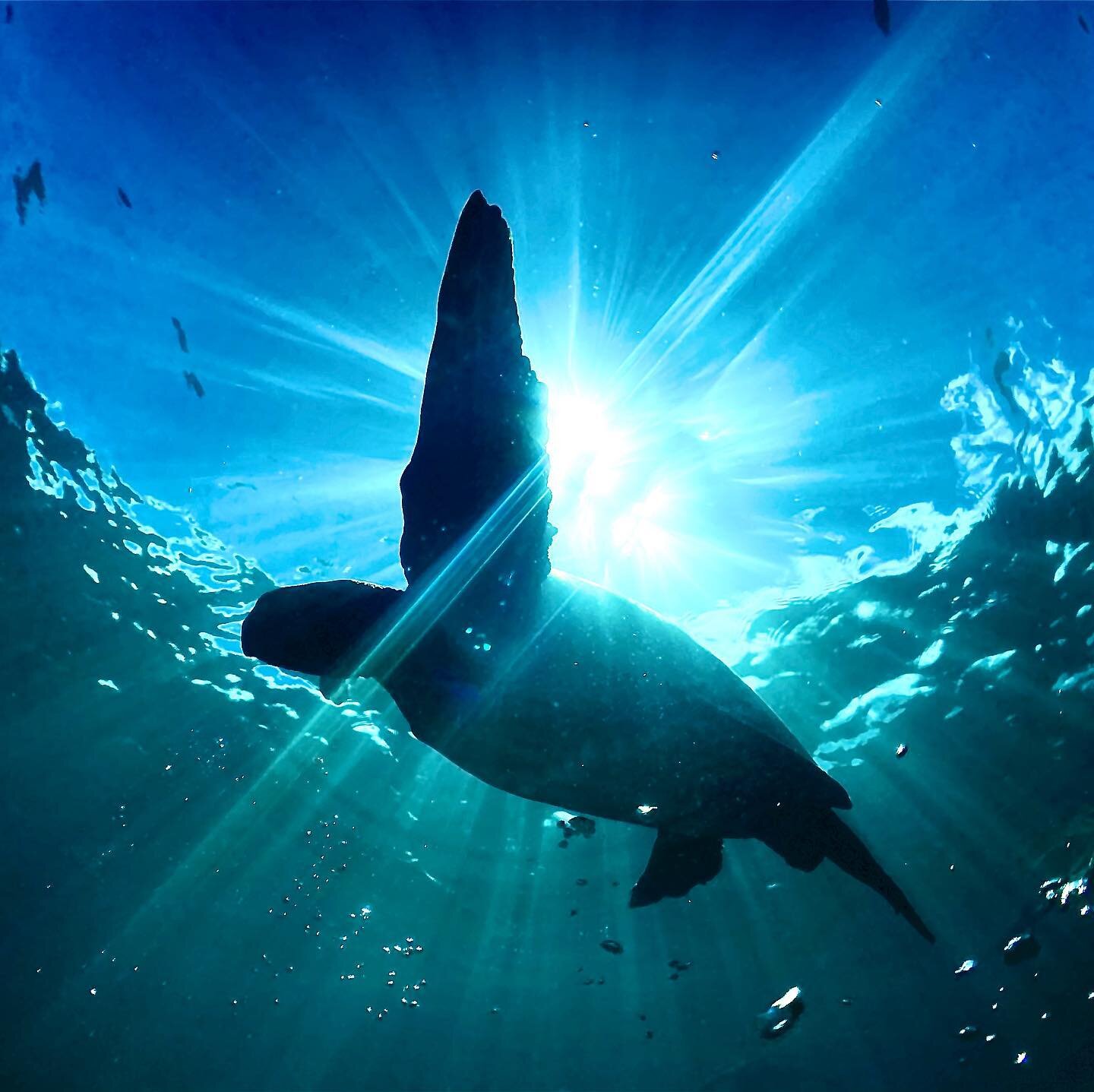 Need a boost today? Reach out and grab a flipper ❤️ I&rsquo;ve been shooting a lot recently underwater &laquo;&nbsp;toward the light,&nbsp;&raquo; I love silhouettes but I think more than that it&rsquo;s about staying bathed in the light during these