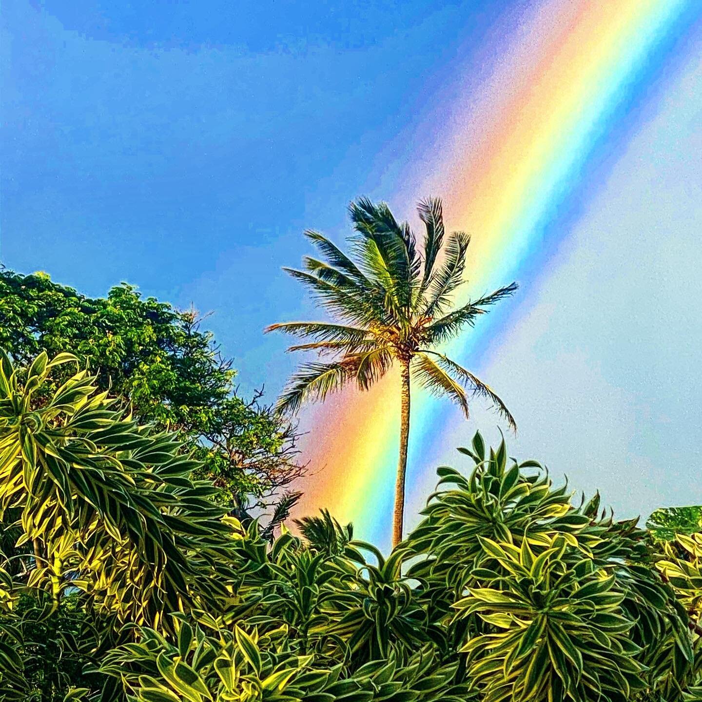 in the garden of gentle sanity
may you be bombarded by coconuts
of wakefulness.

~ Chgyam Trongpa Rimpoche