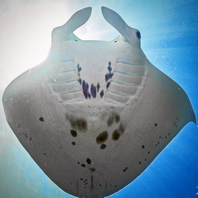 Did you know that each manta ray has a unique set of patterns on its belly, its signature of sorts? Meet Estella, the highlight of my day was getting to name her for @mantatrust&rsquo;s French Polynesia manta ray identification project. ❤️

Happy to 