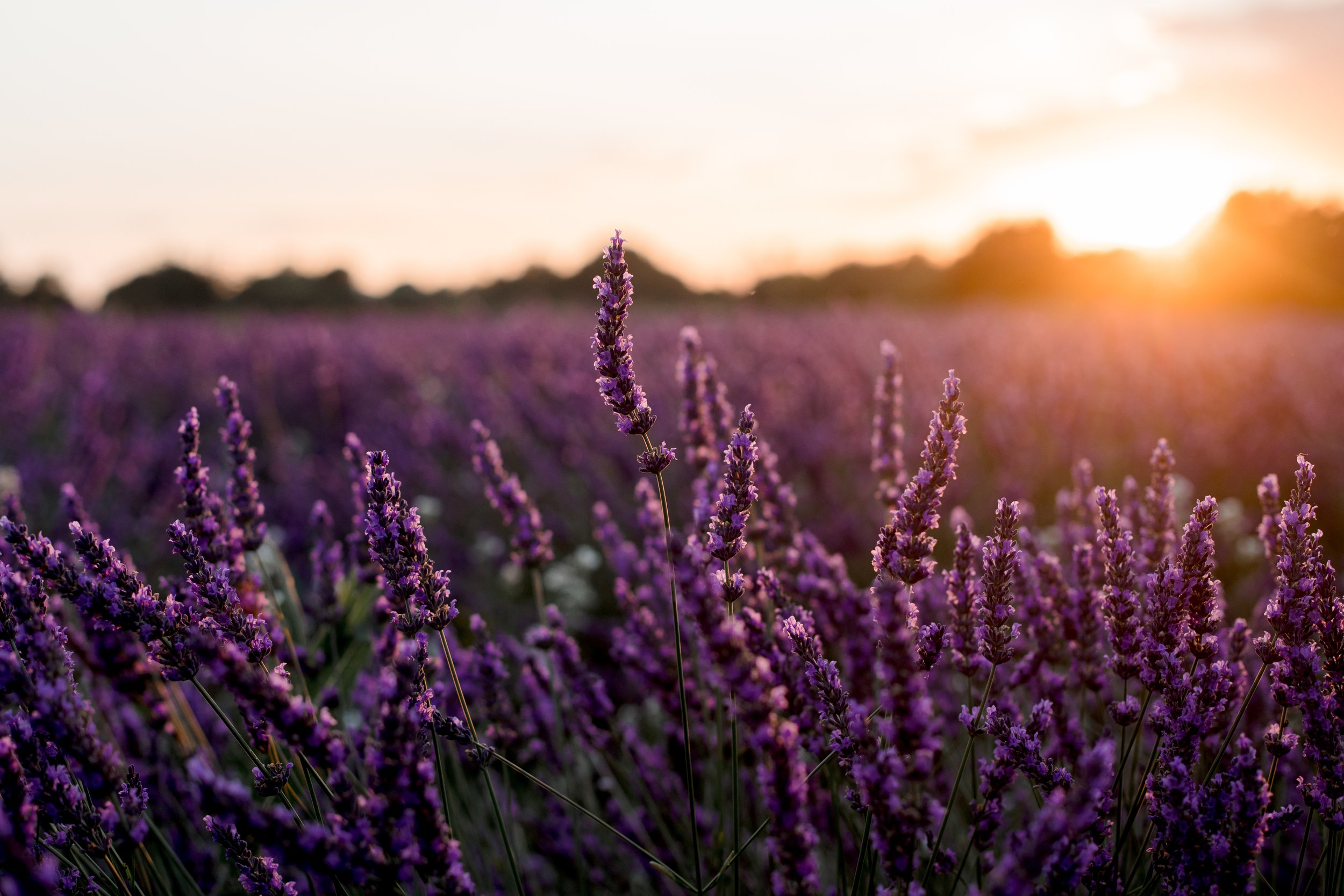 Lavender fields in Aix-en-Provence (South of France) - Terre Ugo