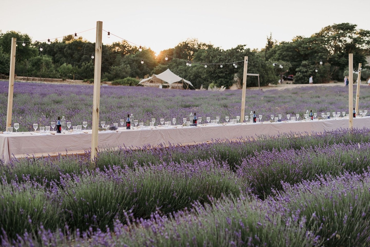 Une soir&eacute;e o&ugrave; la nature rencontre la convivialit&eacute;, &agrave; l&rsquo;occasion d&rsquo;un banquet au c&oelig;ur des lavandes 🪻

An evening where nature meets conviviality, at a banquet in the heart of lavender 🪻

#terreugo #terre