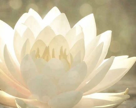 Lotus.png
