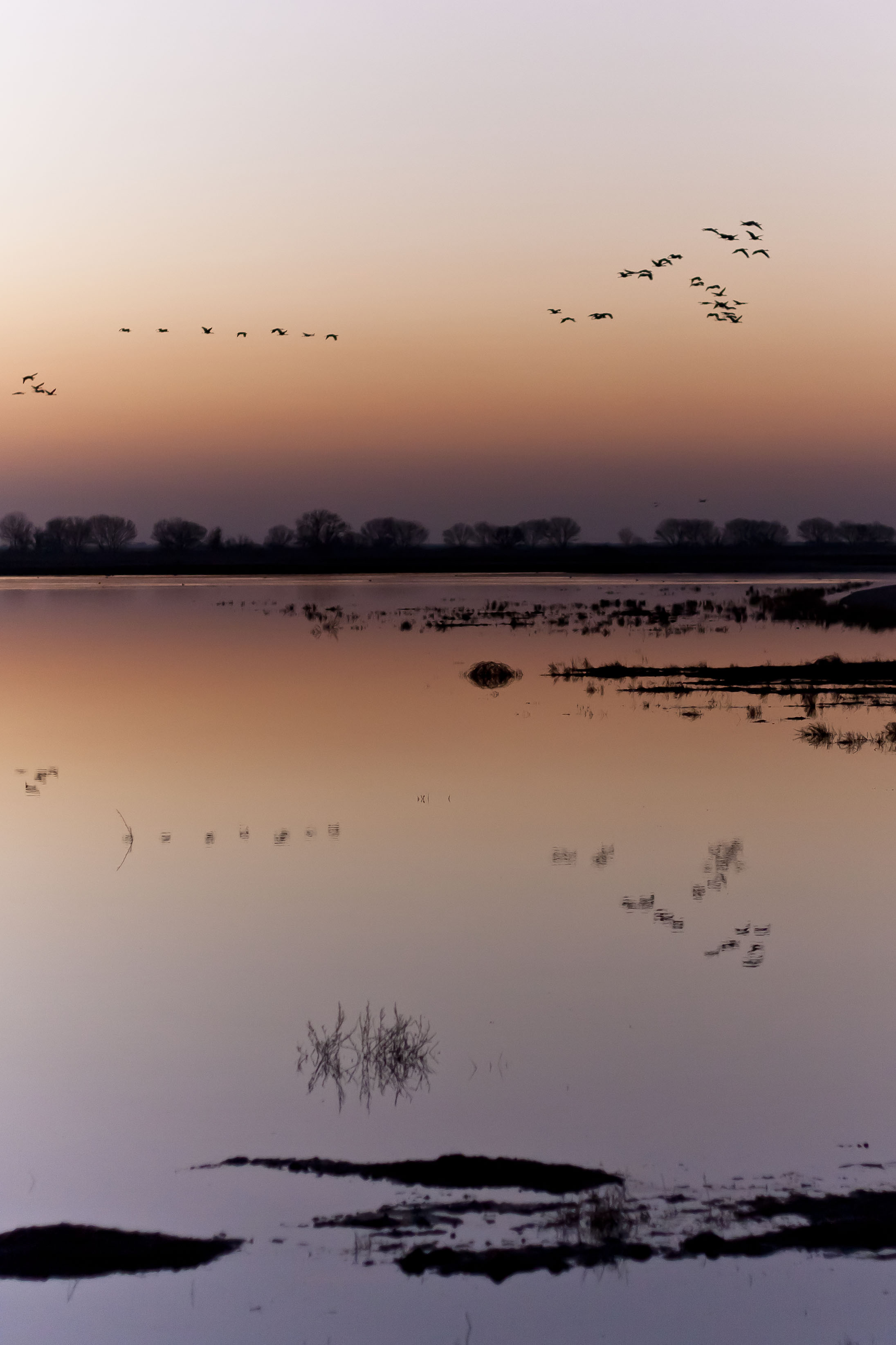 Migration
