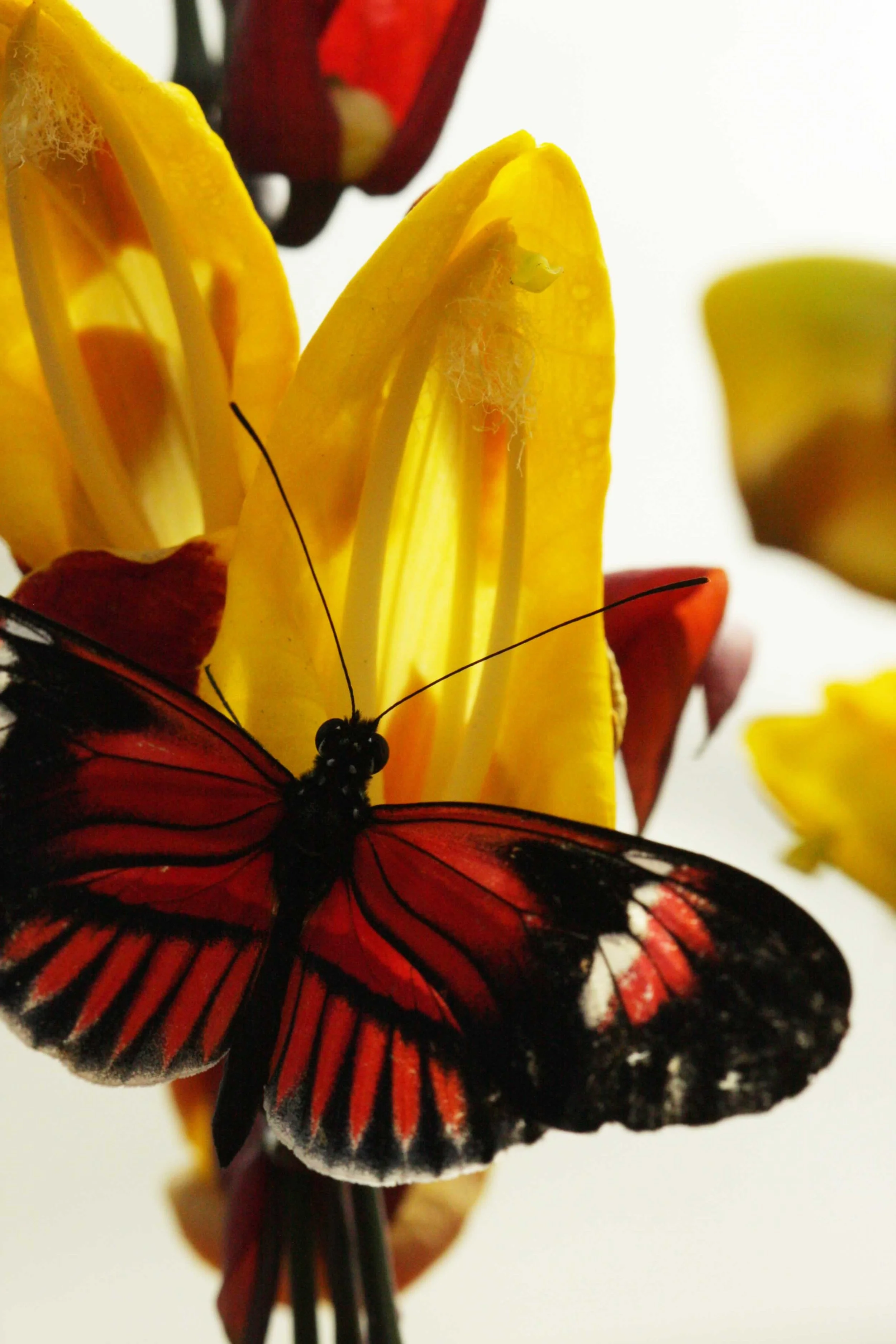 Animals_butterfly.jpg