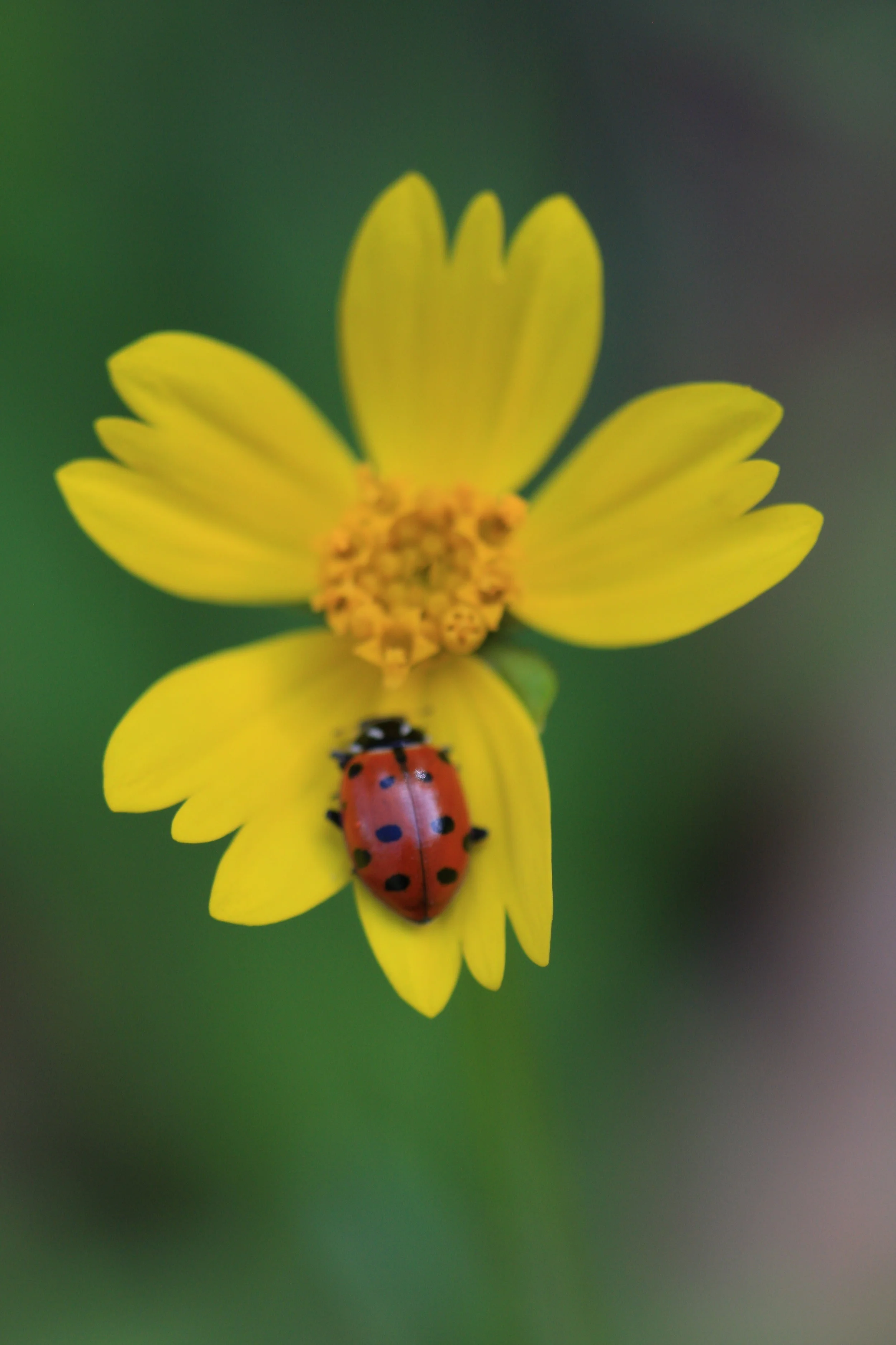 Thai Massage - 1.5hr Session