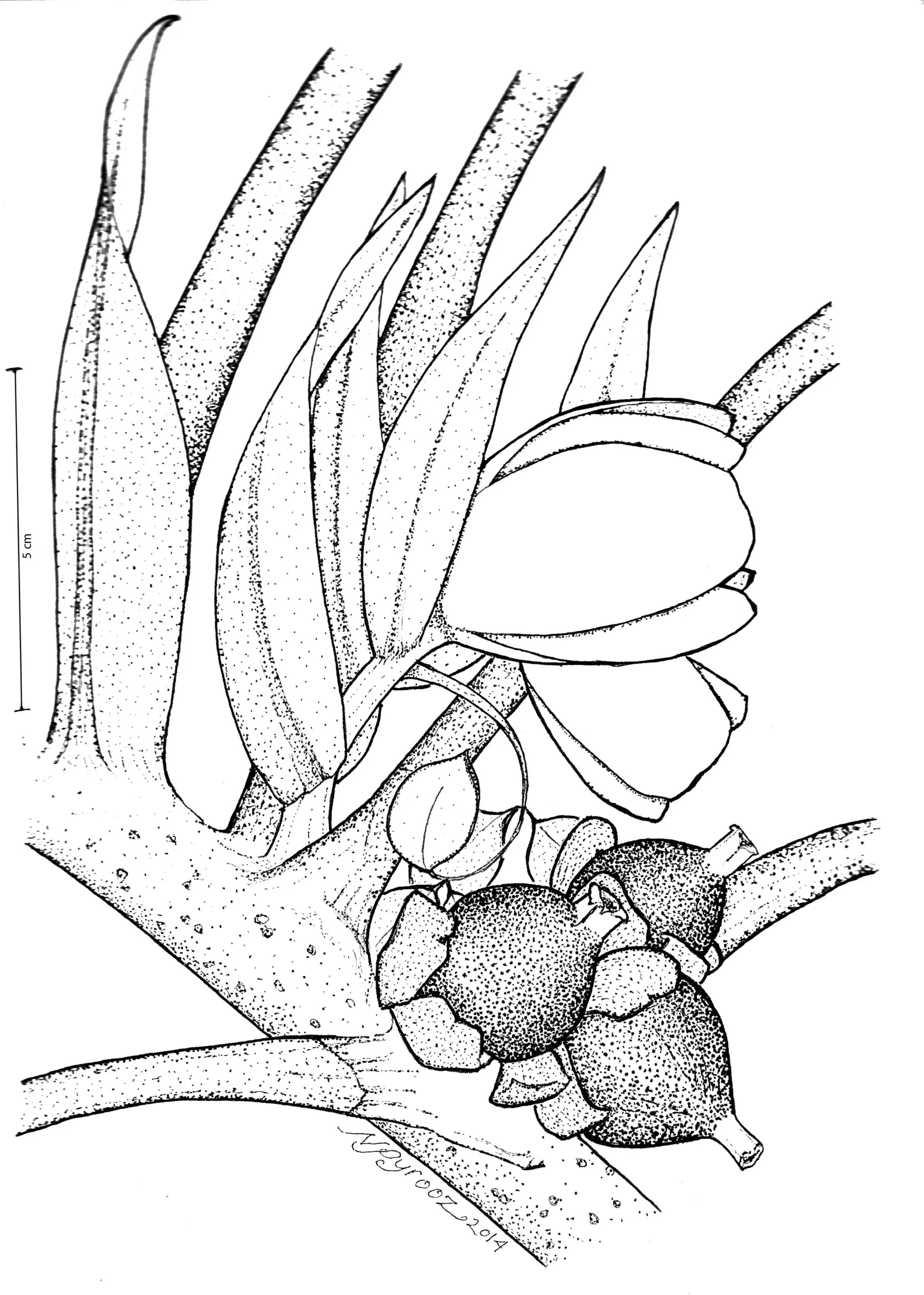 Pentagonia sp 2.jpg