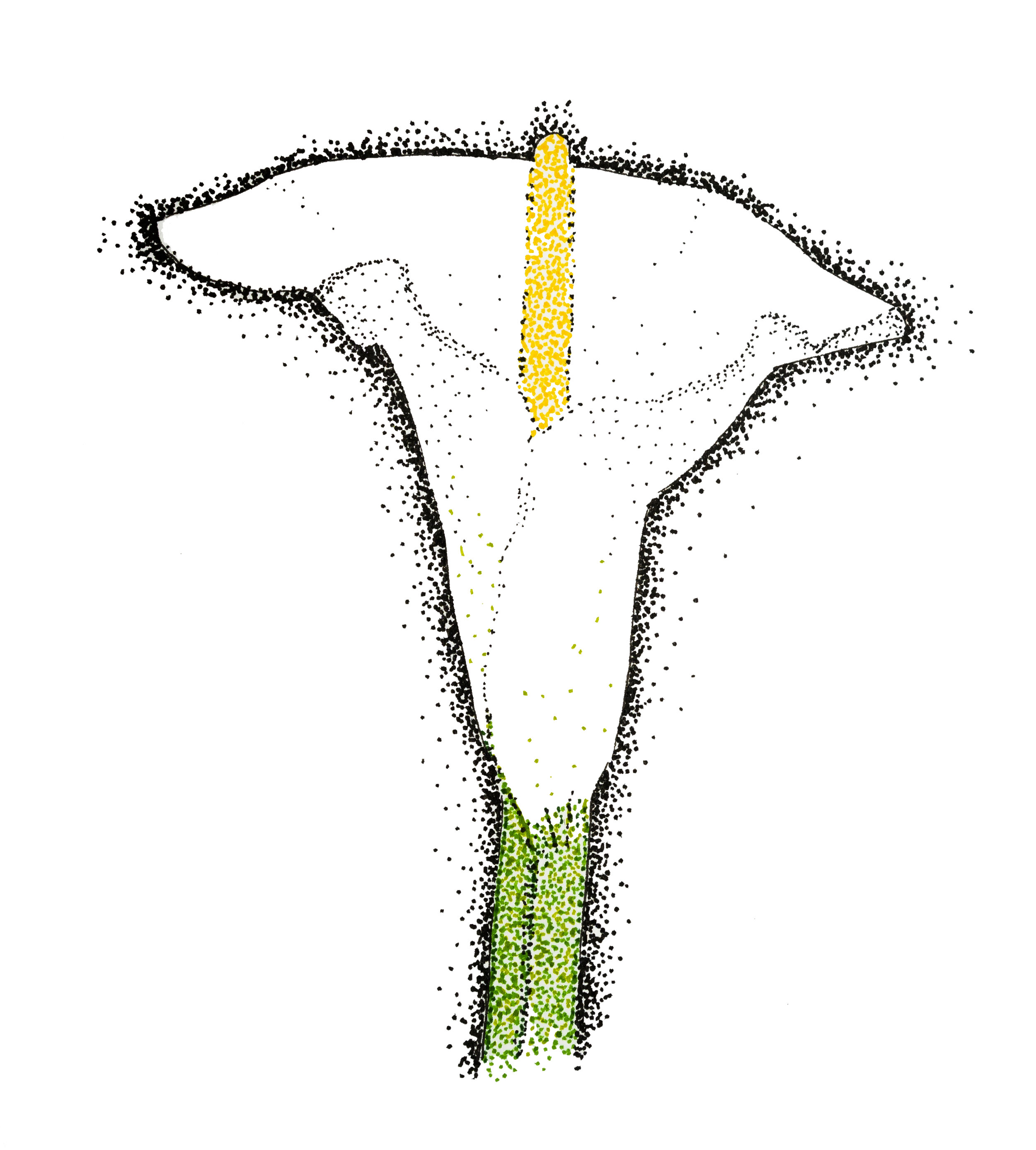 CallaLily.jpg