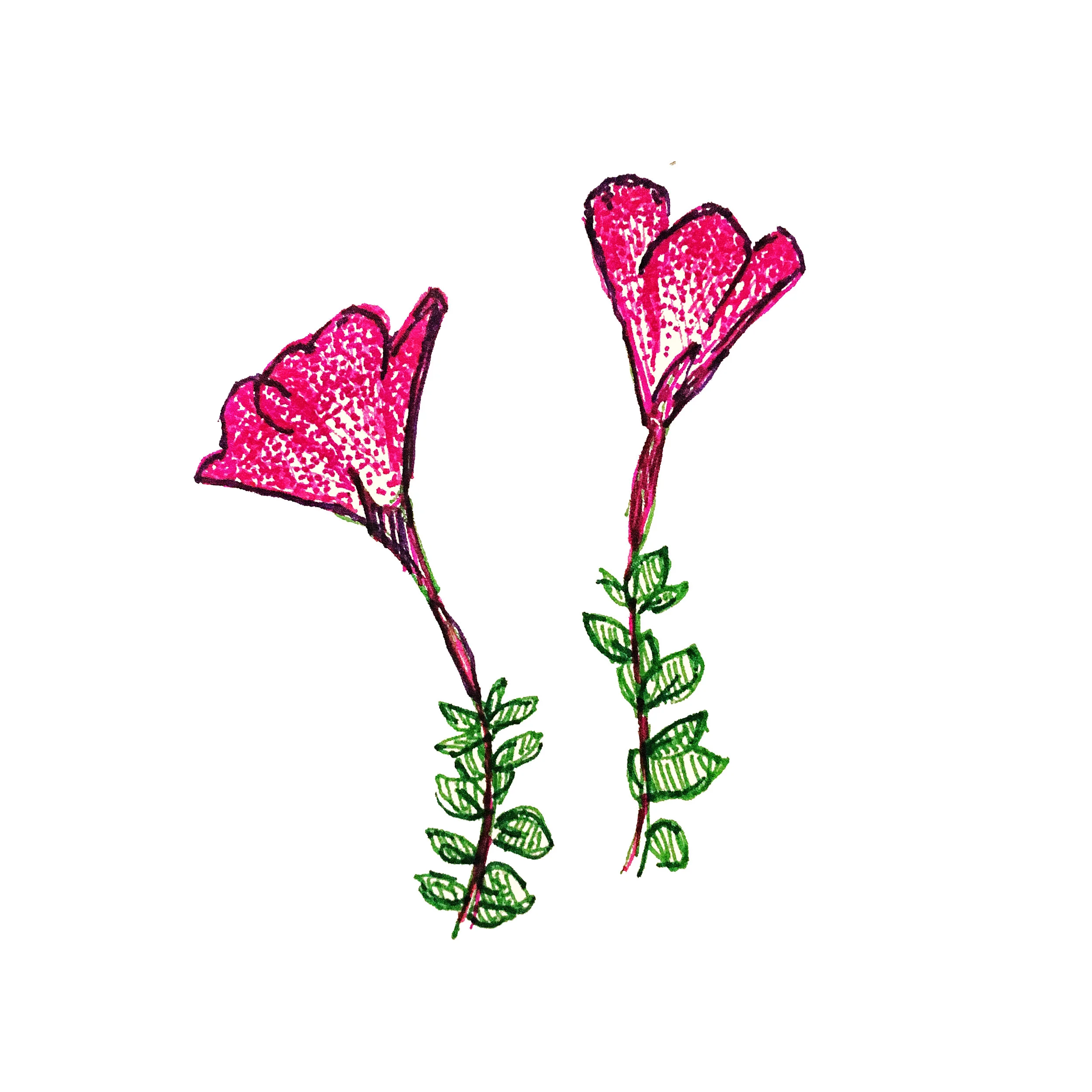 Epilobium-obcordatum.jpg