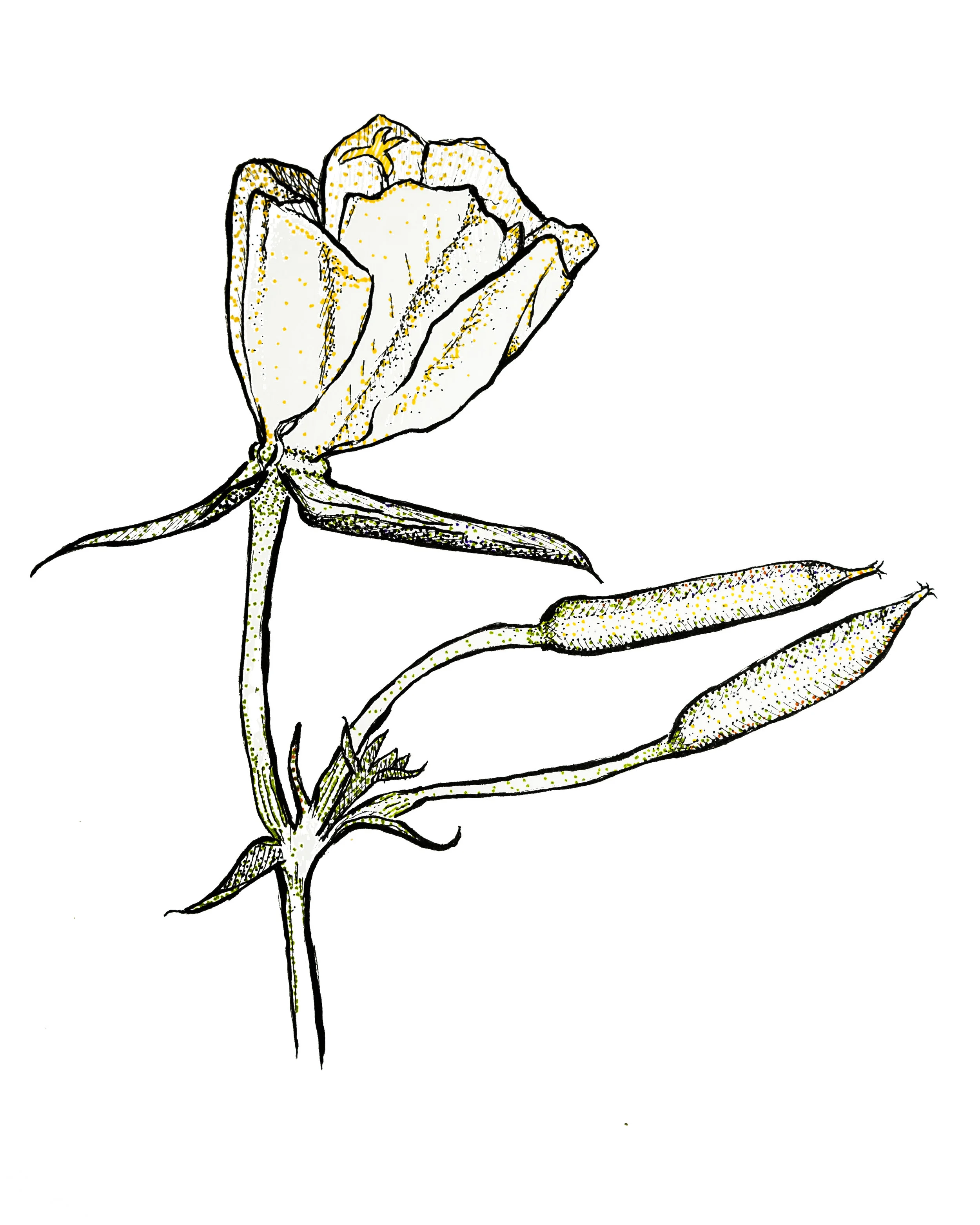 Oenthera.jpg