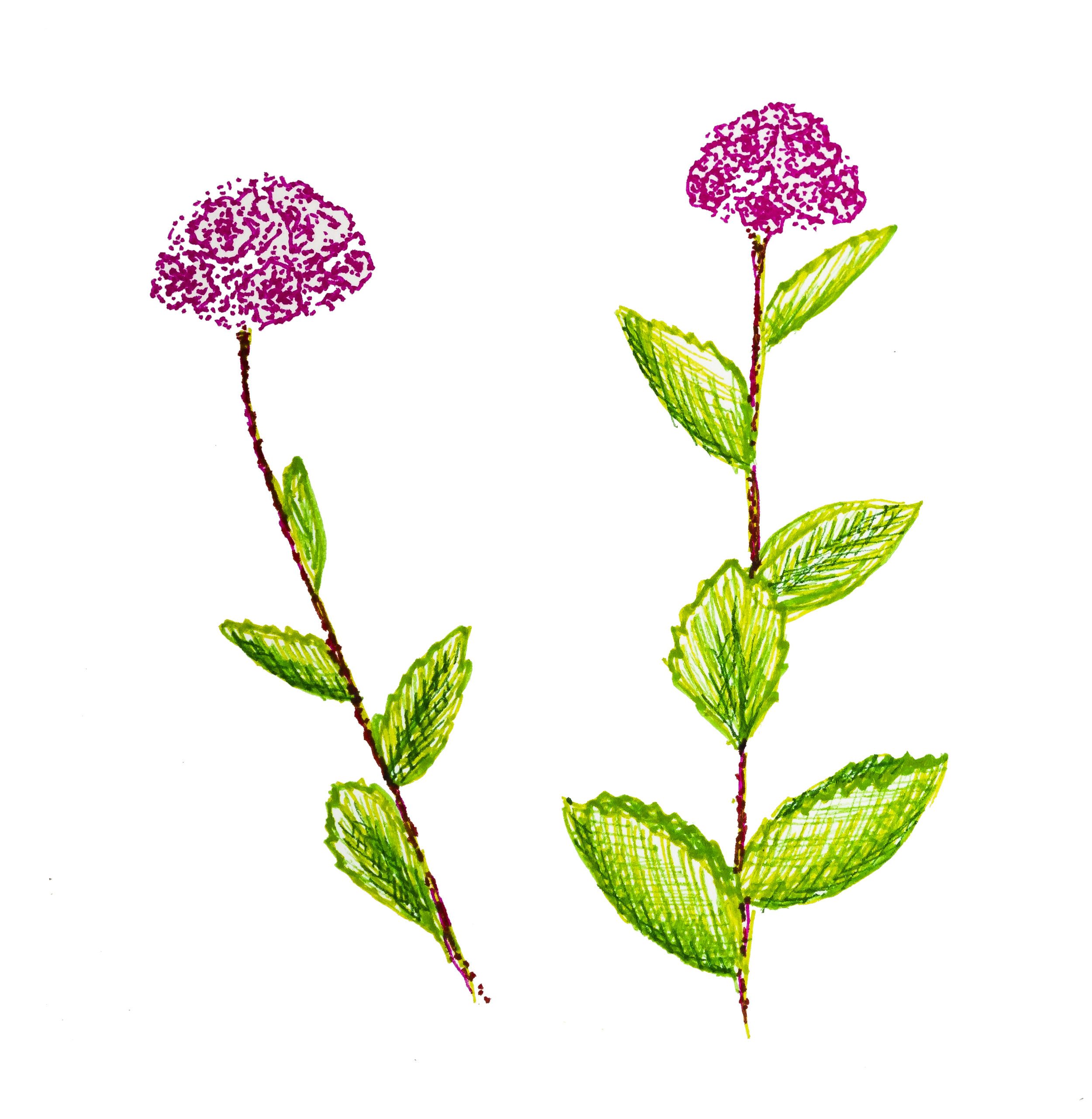 Spiraea.jpg
