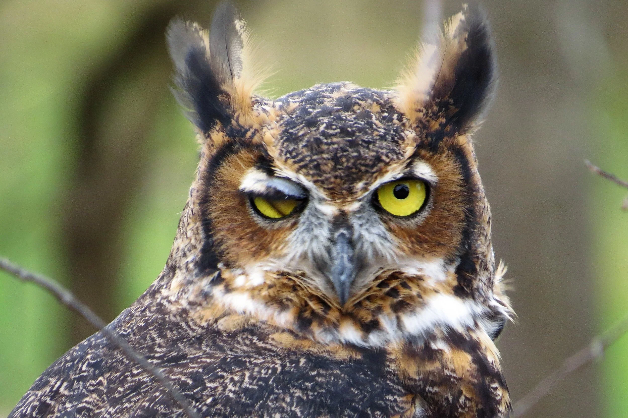 Falcon Images Golden Eagle Vs Great Horned Owl
