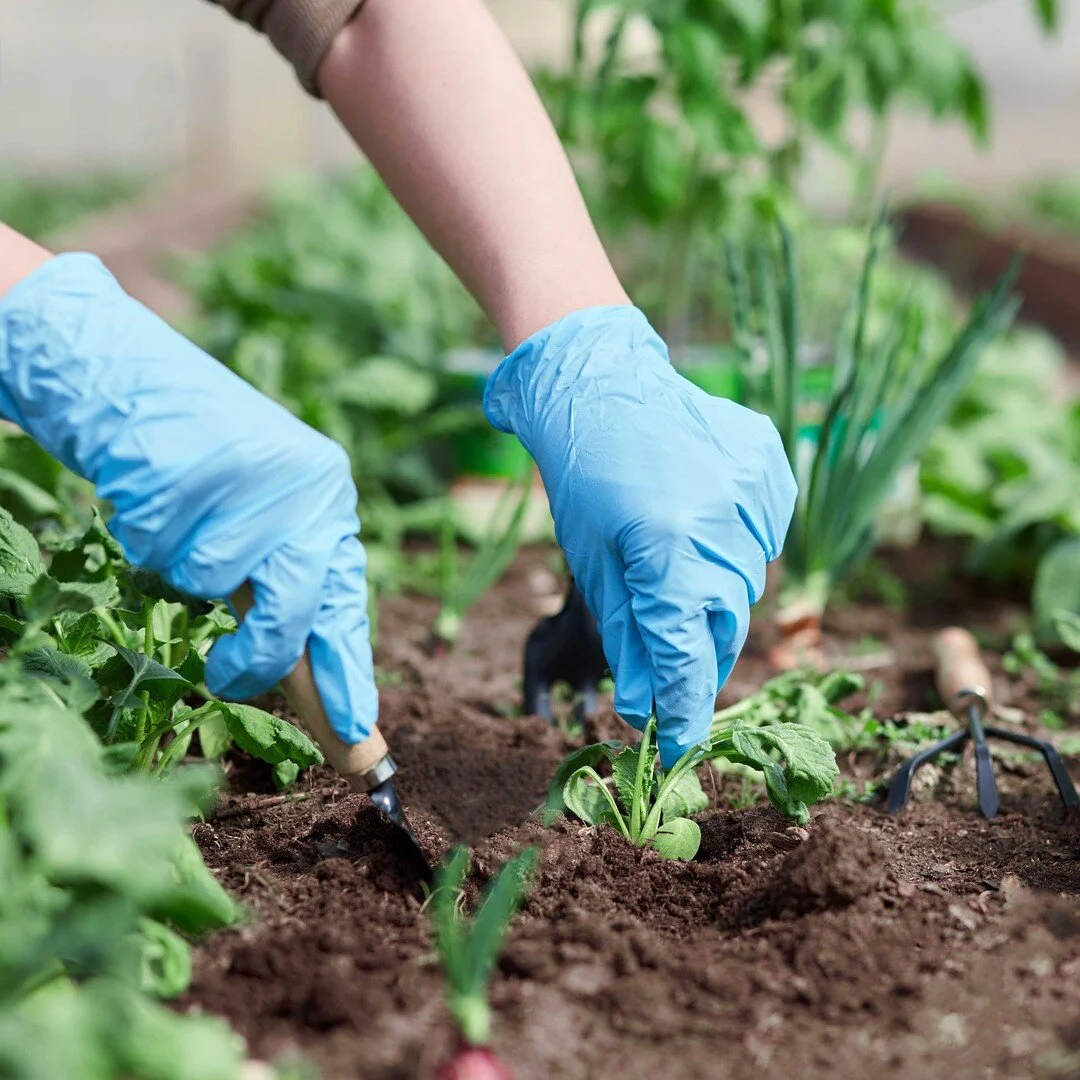 Thinking about starting a garden in your yard? Here are a few reasons to say YES to that idea!

-It's good for your health! While you garden, you will get exposed to a lot of Vitamin D. ☀️
-Gardens are friendly to the planet. They help birds, bees, &
