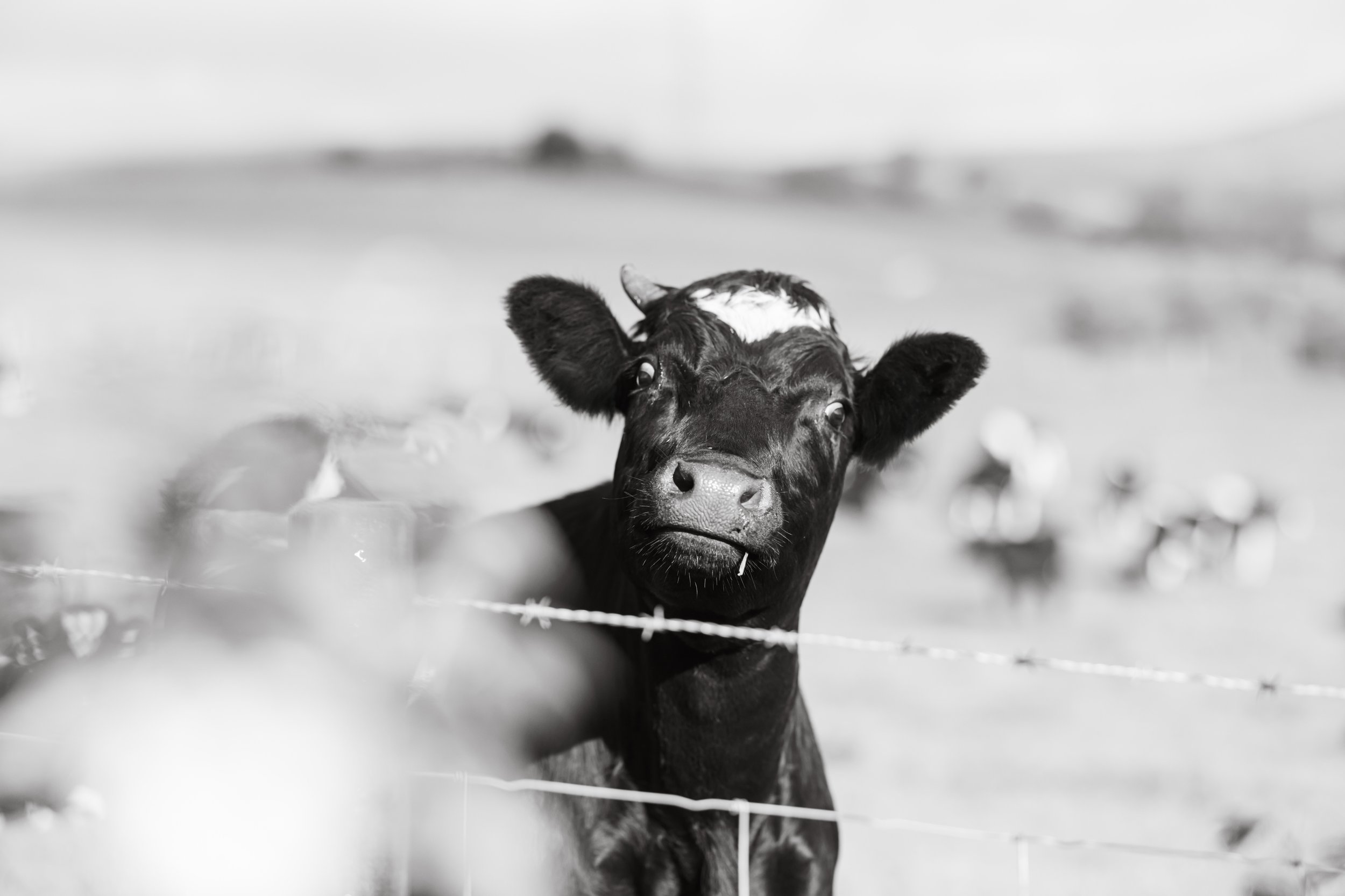 N&J Sneak Peek-2.jpg