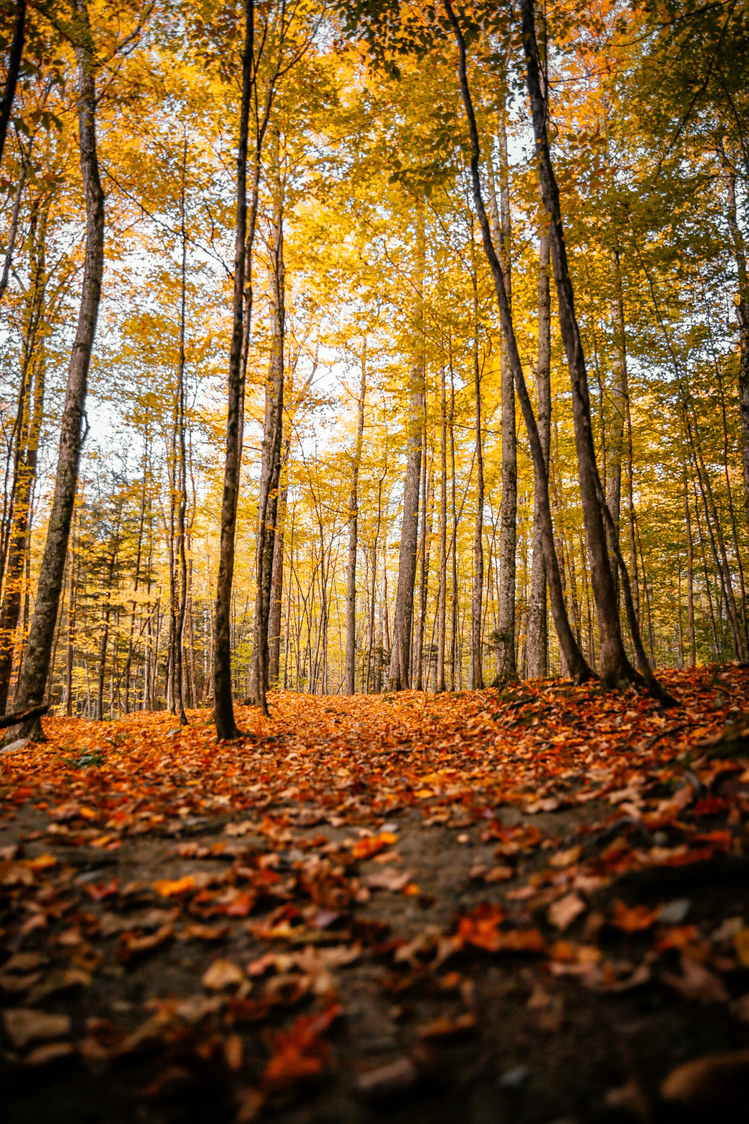 Chadwick_Woods (1 of 1).JPG