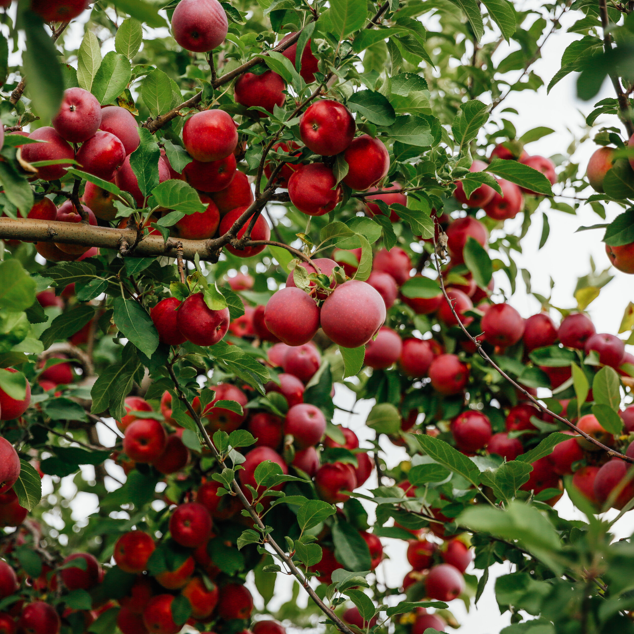 ChamplainOrchard (9 of 20).JPG