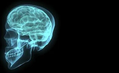brain.jpg