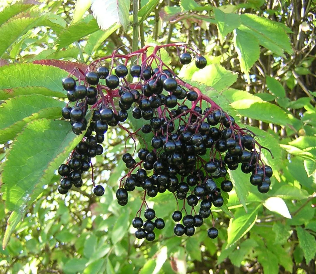 elderberry free.jpg