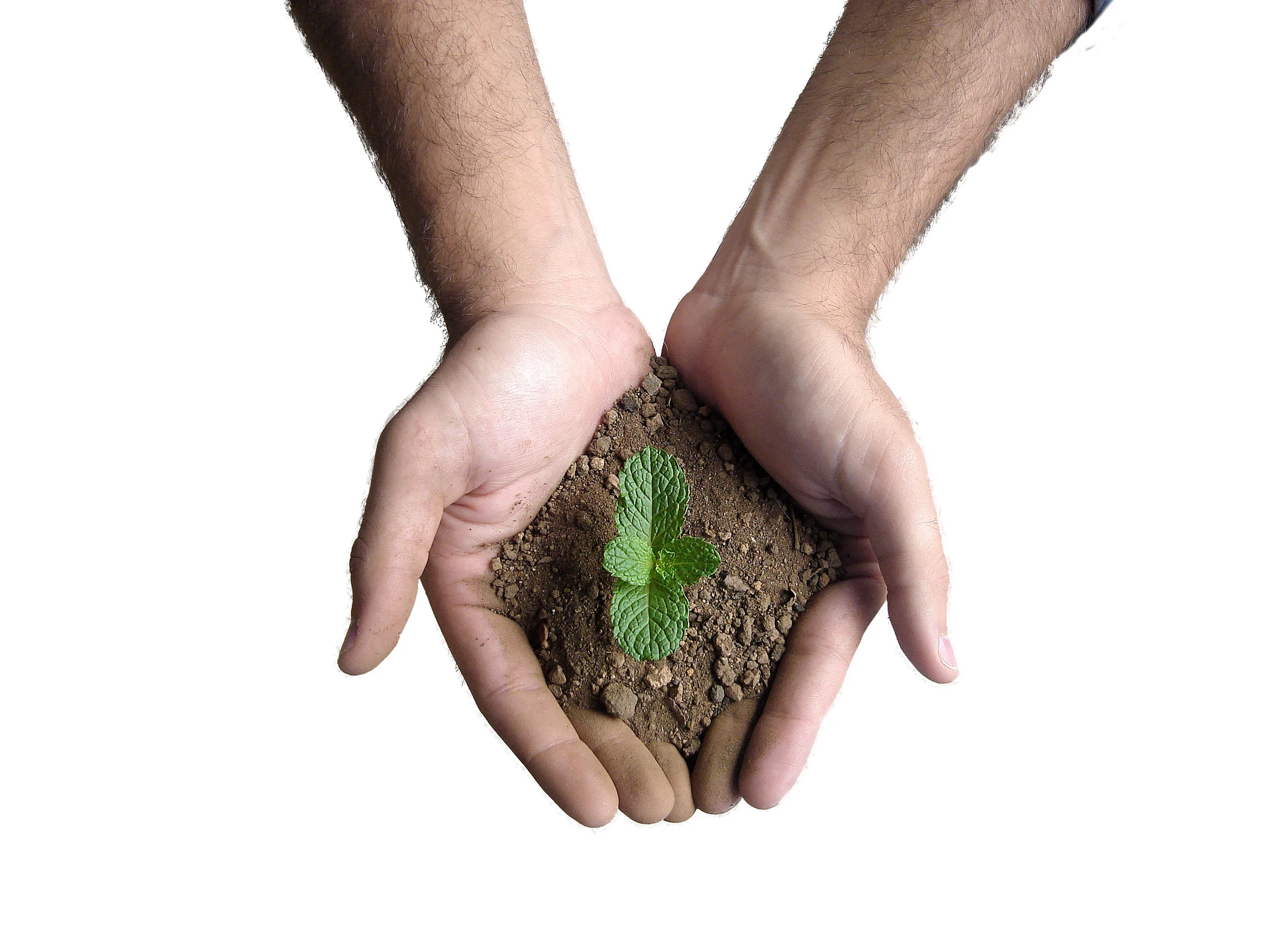 hand-and-plant-1-1372406.jpg