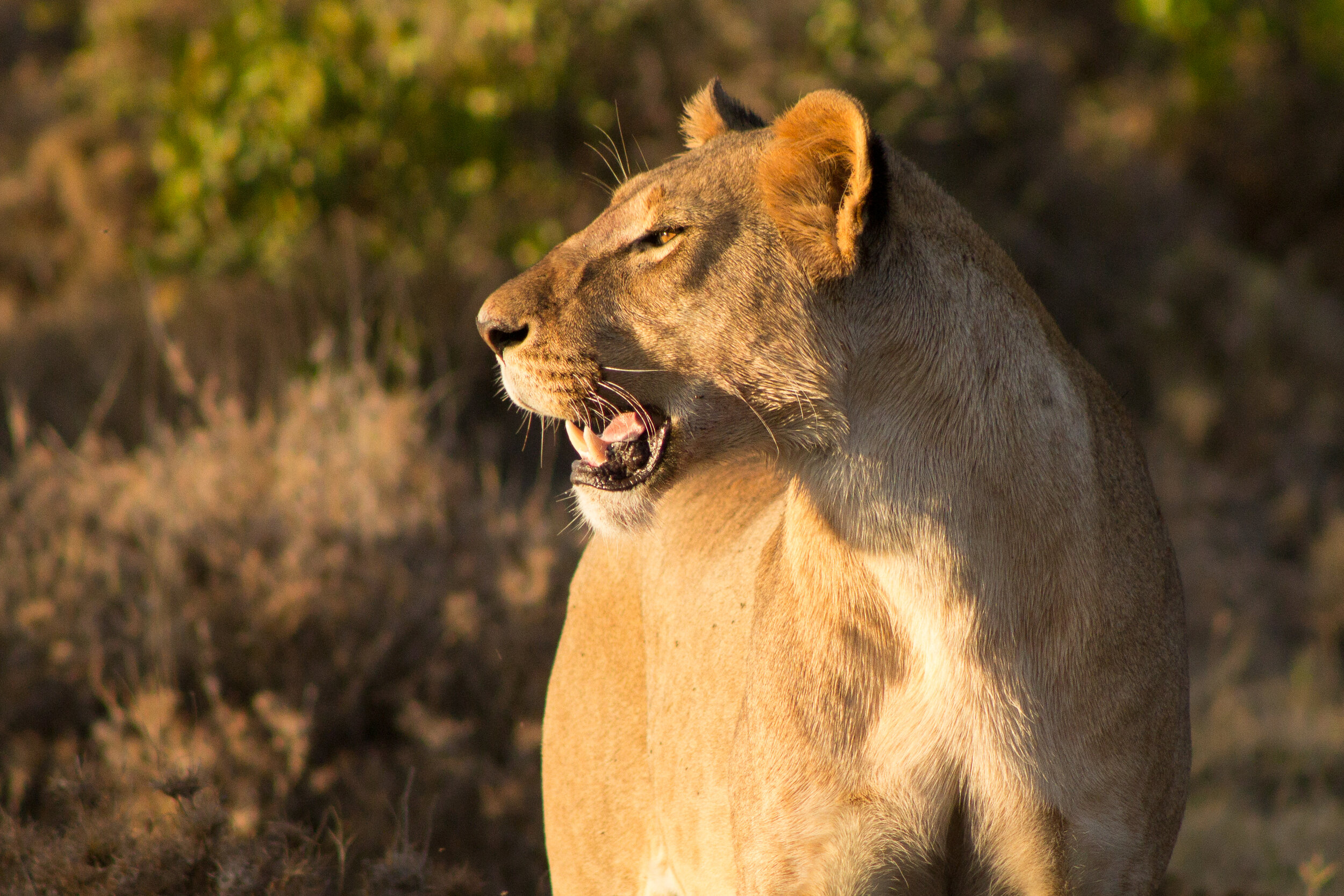 Lioness.jpg