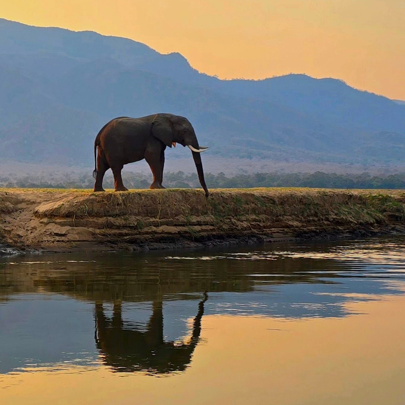 Spending real, quality, time with elephants in Mana Pools was such an unbelievable and amazing experience. Walking with them, feeling their graceful steps, hearing them communicate, noticing their confidence and experiencing their knowledge was somet