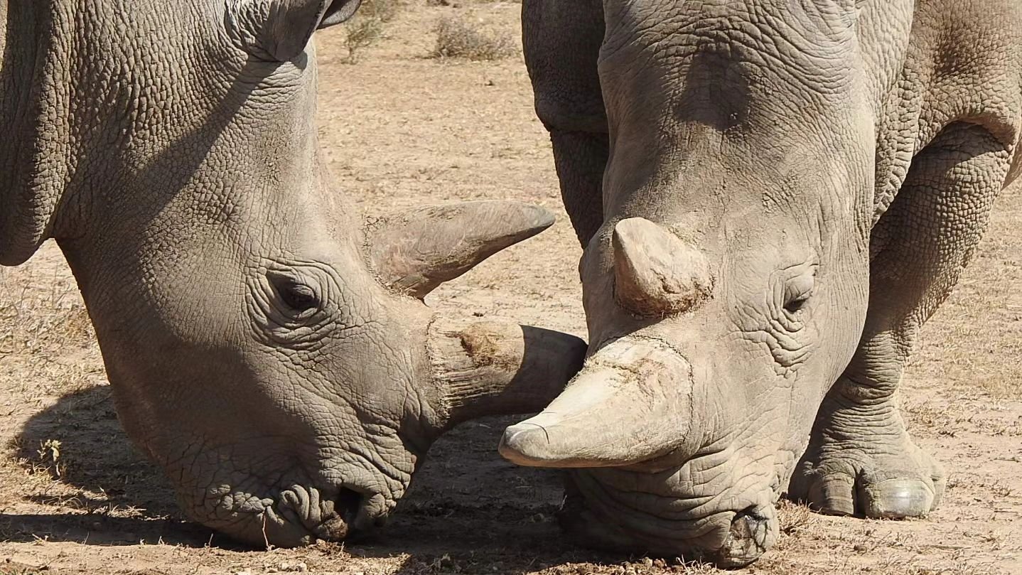 Did you know that there are only 2 northern white rhinos remaining in the entire world? 🦏 One. 🦏 Two. That's it. Their names are Najin and Fatu. These beauties grew up and lived most of their lives in a zoo, until they were moved to Kenya in 2009, 
