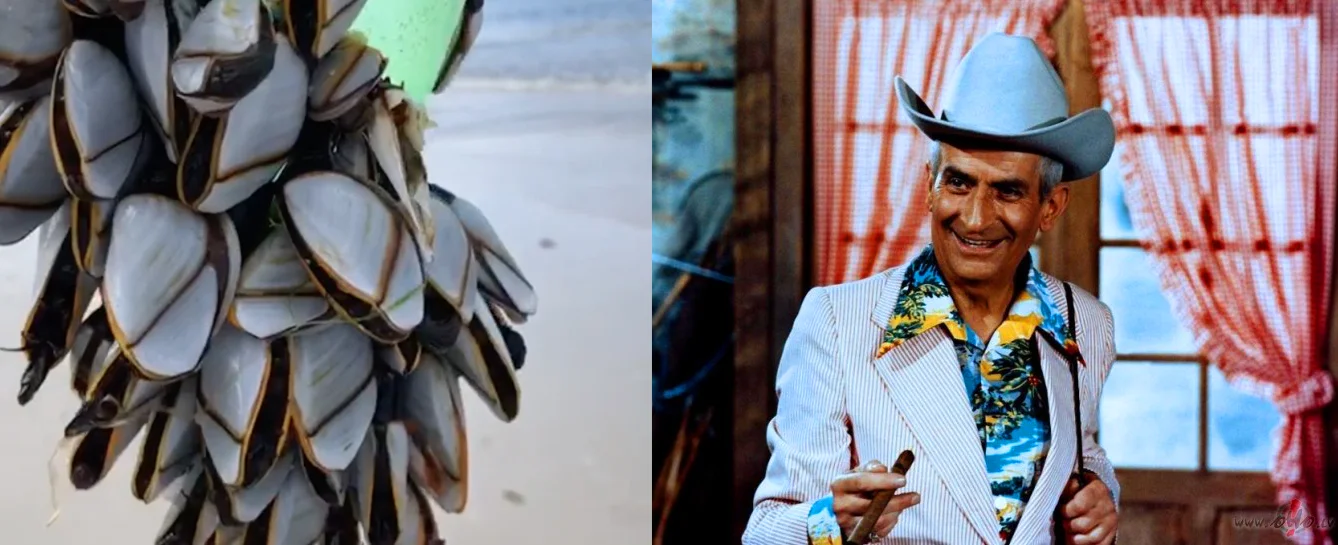 Left: Video still, Michel Scherer (2018) | Right: Louis de Funes: L’Aile ou la cuisse (1976)