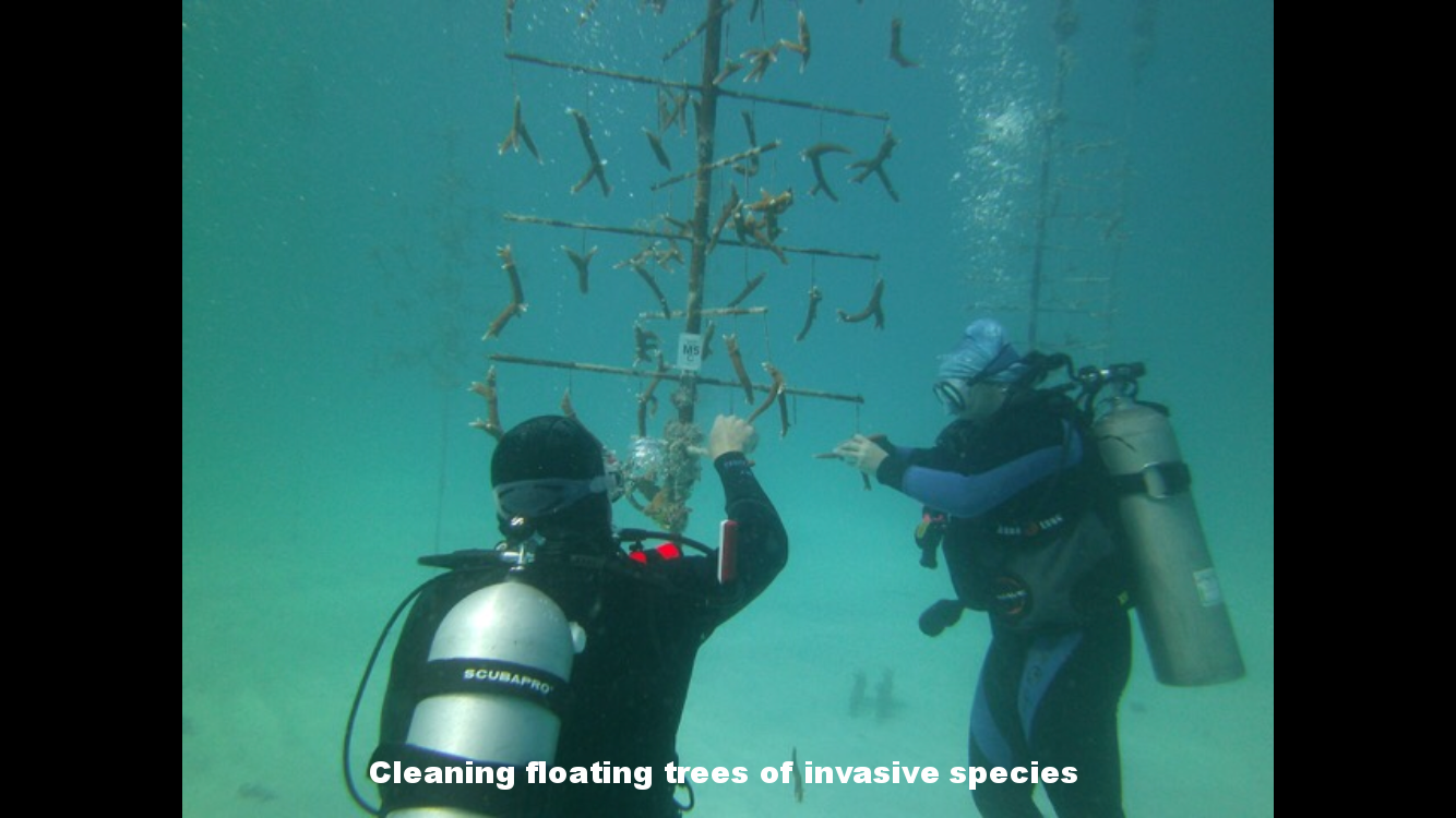 Tying coral fragments to underwater tree structures.