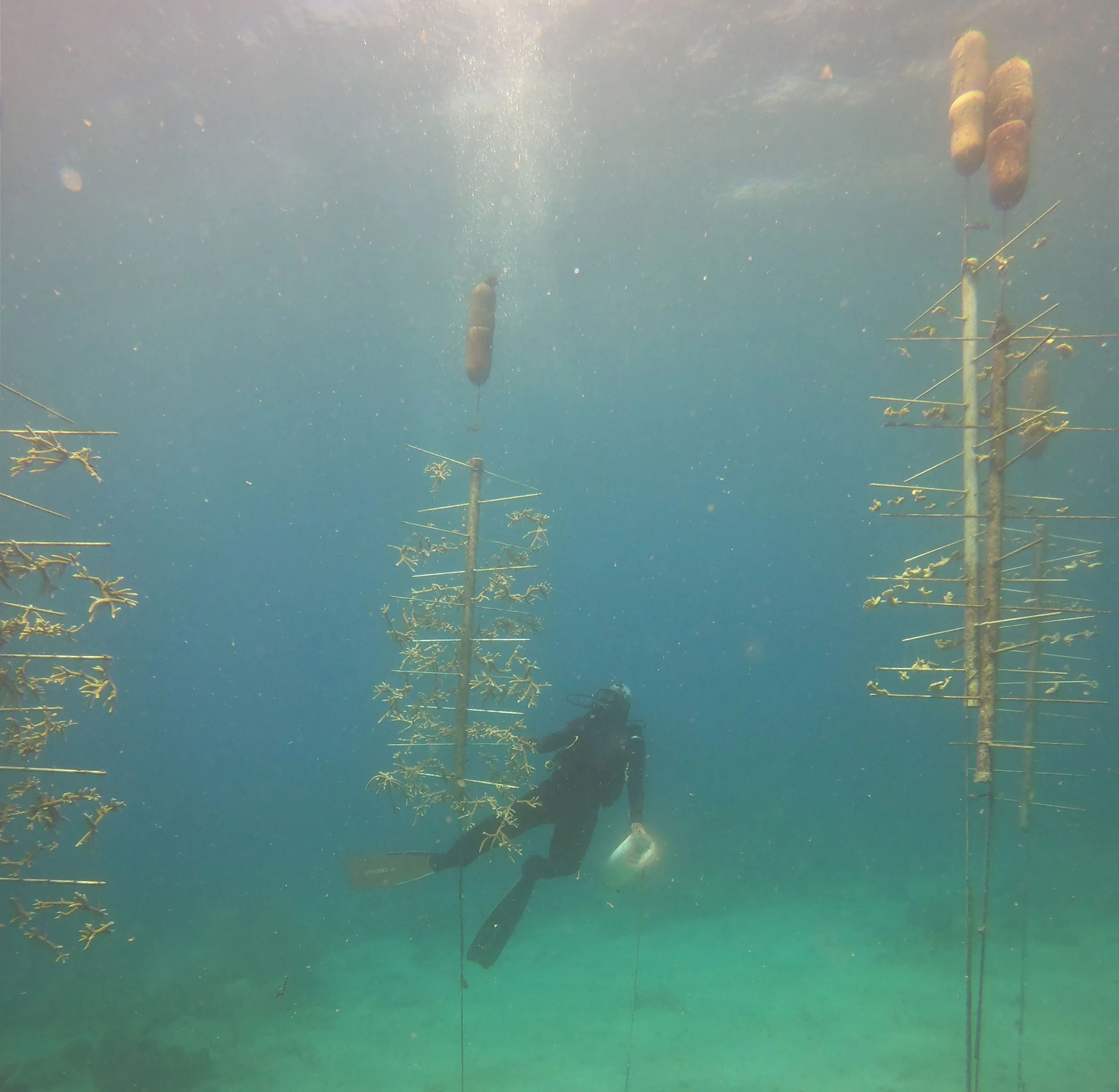 Chester in the coral nursery