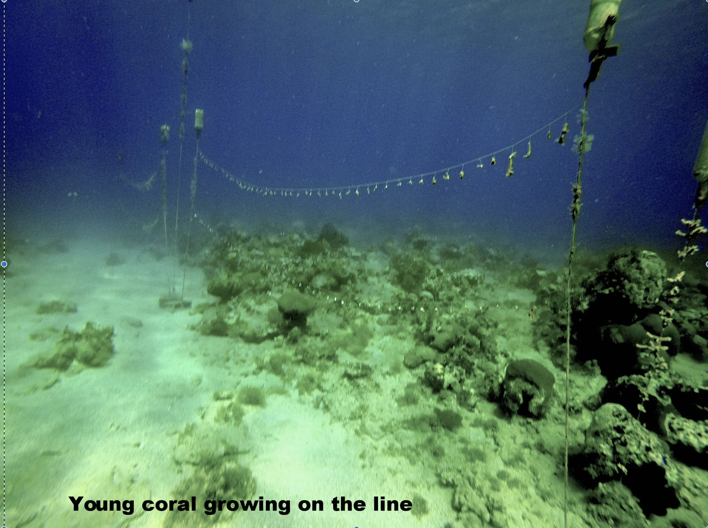 CoralTwine2 copy.jpg