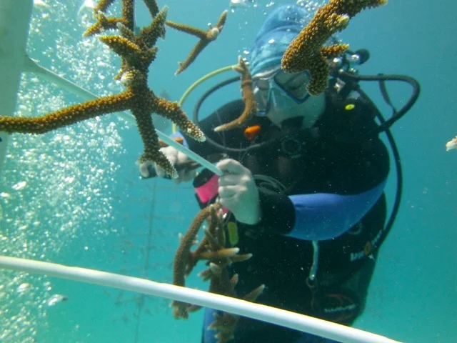 Natalia hanging a Staghorn coral fragment. (c) Stephen Kroll