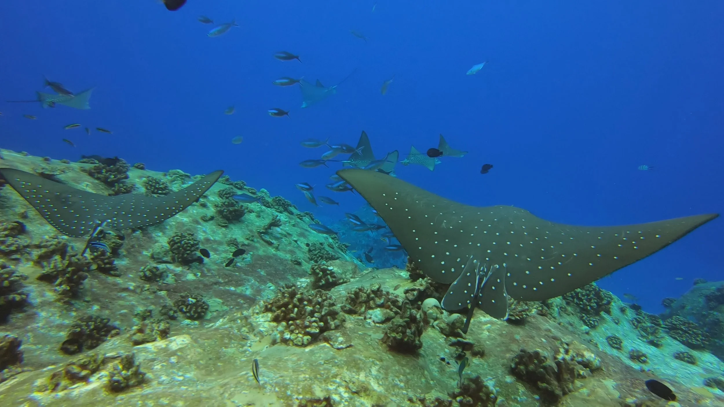 Eagle Rays Close-Up - Offshore Seychelles