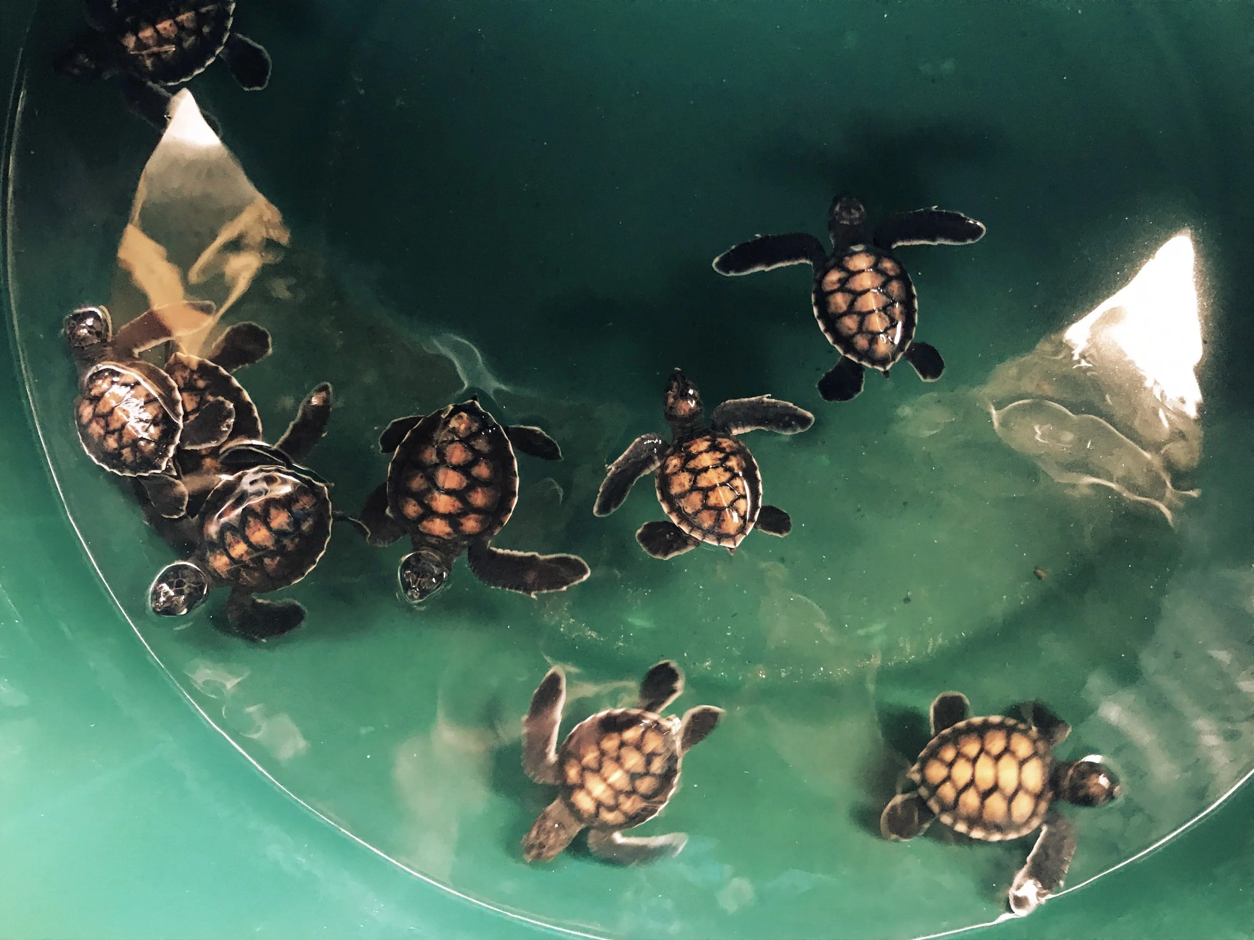 Green sea turtles at seven weeks