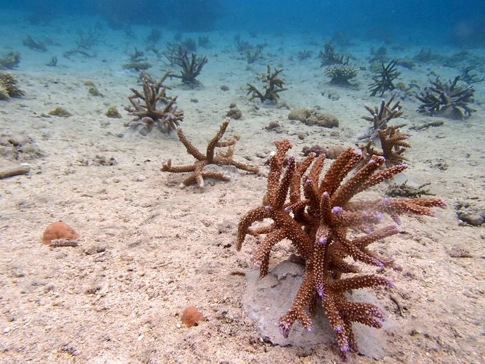 Recent coral out-planting area.