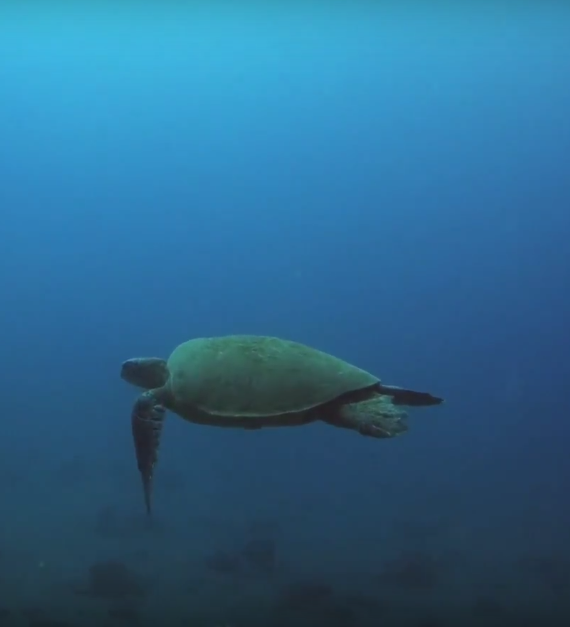 Swimming Sea Turtle