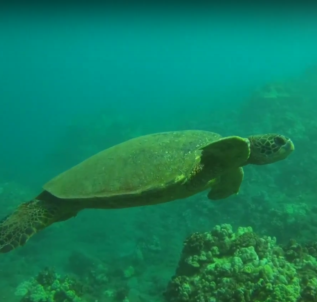 Sea Turtle Swim