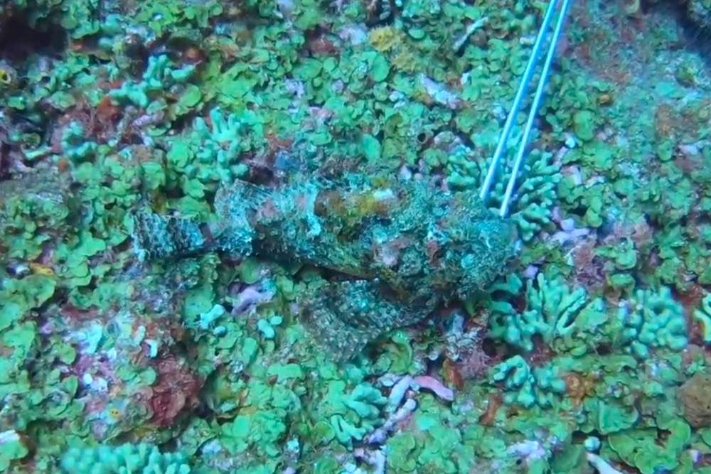 Camouflage Fish