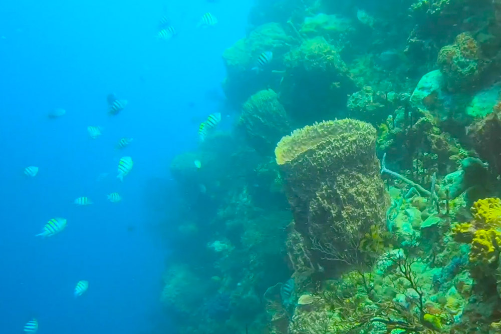 St. Lucia Coral Reef