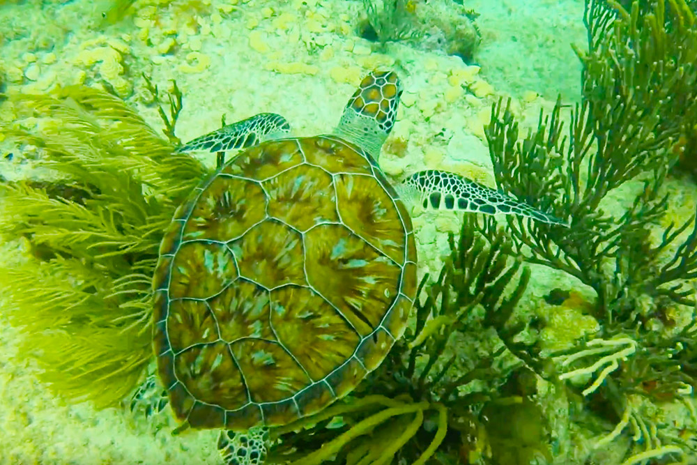 Playa del Carmen Sea Turtle