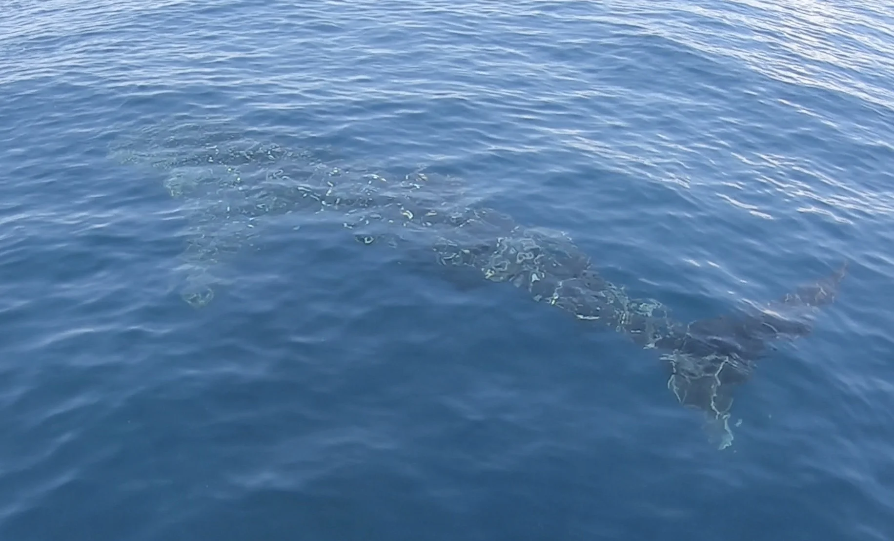 Young whale shark spotted in between dives!