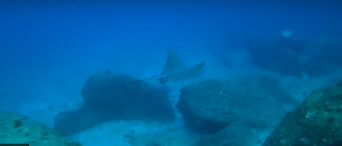 Big Eagle Ray