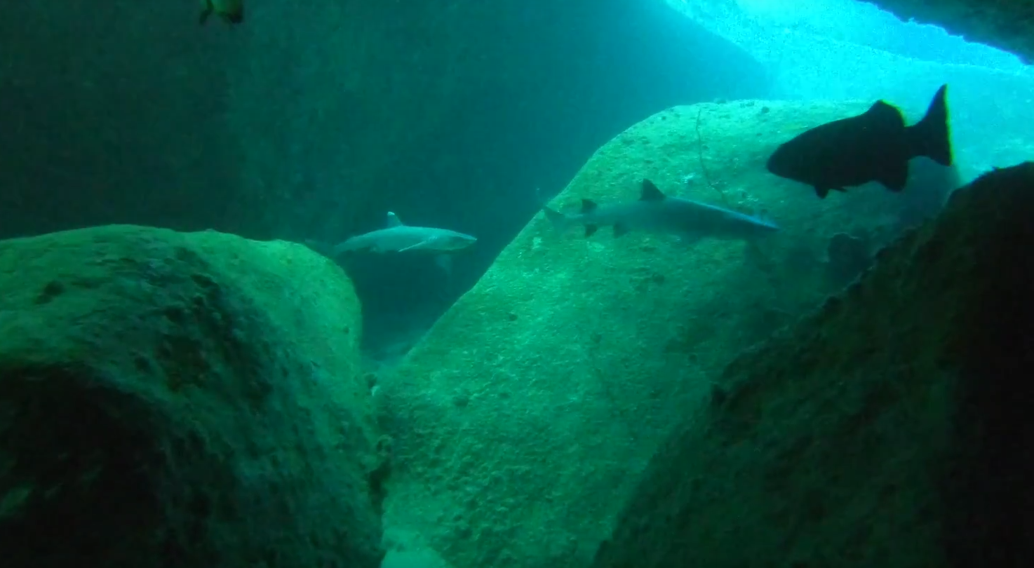 Whitetip Sharks in the Boulder Maze 